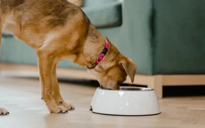 Best Automatic Pet Feeder for Large Dogs Under $20: 8 Picks 2026