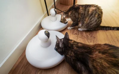 Best Automatic Pet Feeder for Small Apartments: 8 Top Picks Reviewed