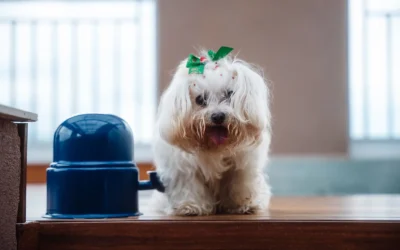 Best Automatic Pet Feeder Guide 2026: 8 Smart Picks for Consistent Meals