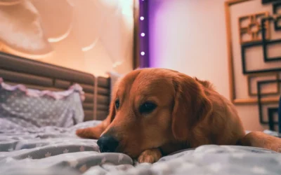 8 Calming Dog Beds That Survive Chewing & Soothe Anxiety 2026