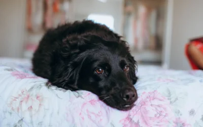 8 Calming Dog Beds for Shedding Dogs That Stay Cleaner 2026