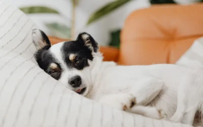 Best Calming Dog Bed for Small Apartments: Cozy Picks for 2026