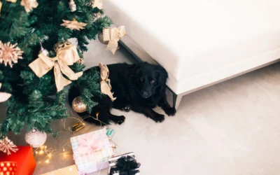 8 Cozy Calming Dog Beds That Help Anxious Pups Rest Easy 2026