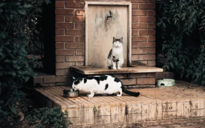 Top Cat Water Fountains for Small Apartments: 8 Space-Saving Picks Reviewed