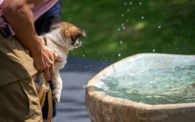 Best Compact Cat Water Fountains for Small Apartments 2026: 8 Picks