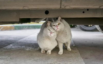 8 Cat Water Fountains for Fresh Hydration 2026: Quiet & Easy-Clean Picks
