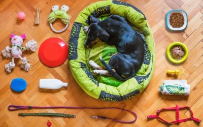 A dog relaxing in a bed surrounded by various pet accessories on a wooden floor.