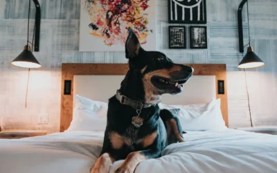 Best Dog Bed for Anxious Dogs: 8 Calming Donut Picks for 2026
