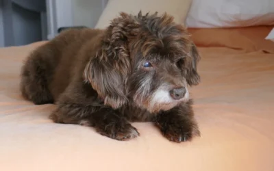 8 Cozy Dog Beds for Small Apartments 2026: Space-Saving Comfort