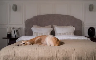 Best Dog Bed for Small Dogs: 8 Cozy Picks for Tiny Nappers 2026