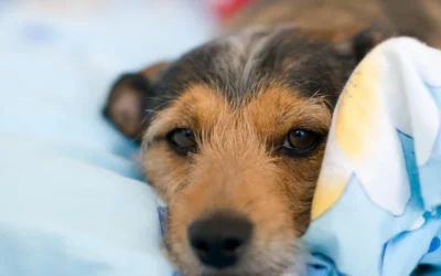8 Cozy Dog Beds for Small Dogs 2026: Soft Picks for Tiny Nappers