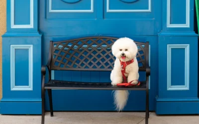 Easy Install Wall Mounted Pet Leash Organizer Guide for Tidy Entryways 2026