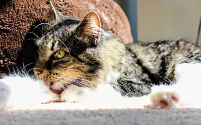 Best Budget Lick Mats: 8 Calming Picks for Dogs & Cats 2026