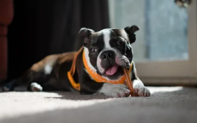 8 Budget-Friendly Lick Mats for Calmer Pets 2026: Top Picks
