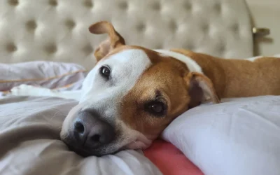 Best Memory Foam Calming Dog Beds for Small Apartments: 8 Picks for 2026