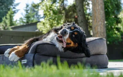 Memory Foam Orthopedic Dog Beds for Large Dogs: 8 Supportive Picks 2026