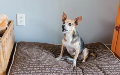 Best Memory Foam Orthopedic Dog Bed for Small Dogs: 8 Picks 2026