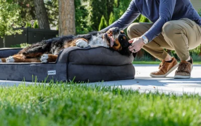 Best Orthopedic Calming Dog Bed for Large Dogs: 8 Cozy Picks 2026