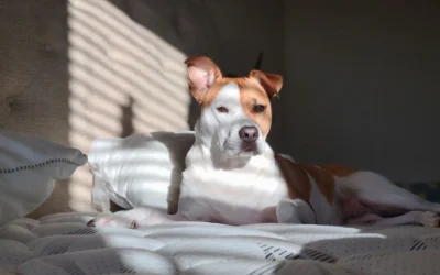 Orthopedic Calming Dog Beds for Small Apartments: 8 Cozy Picks for 2026