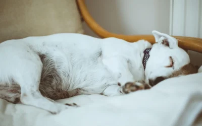 Best Orthopedic Calming Dog Bed for Small Dogs: 8 Cozy Picks for 2026