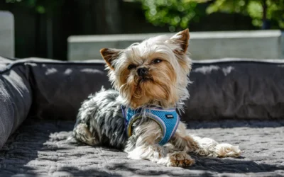 Orthopedic Dog Beds for Anxious Dogs: 8 Calming Picks for 2026