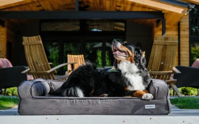 Best Orthopedic Dog Bed for Small Apartments: 8 Compact Picks 2026