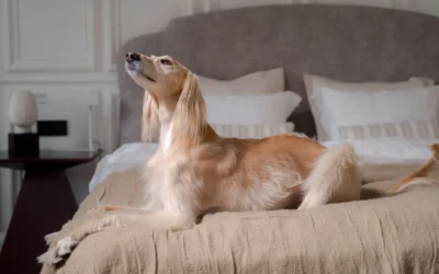 Best Orthopedic Dog Bed for Small Dogs: 8 Supportive Picks for 2026