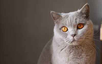 Top Pet Hair Vacuums for Renters 2026: Lightweight Picks That Work