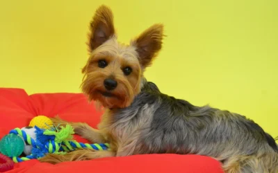 Pet Toy Storage Bins for Small Apartments 2026: 10 Space-Saving Picks