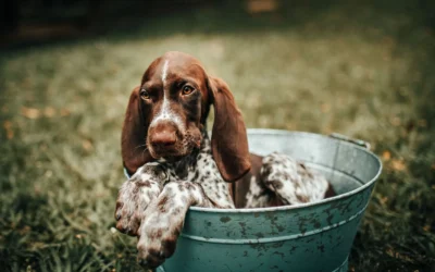 6 Budget-Friendly Pet Toy Storage Bins for Tidy Homes in 2026