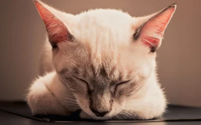 Best Quiet Automatic Pet Feeder 2026: 8 Silent Picks Reviewed