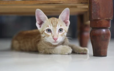 Quiet Cat Water Fountains 2026: 8 Silent Picks for Peaceful Homes