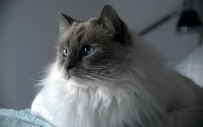 8 Quiet Pet Hair Vacuums That Won’t Scare Your Pets in 2026