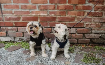 Wall Mounted Pet Leash Organizers That End Tangle Chaos in 2026