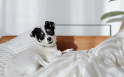 Best Washable Calming Dog Bed for Small Apartments: 8 Cozy Picks for 2026