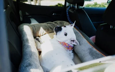 8 Best Washable Calming Dog Beds for Small Dogs Reviewed 2026