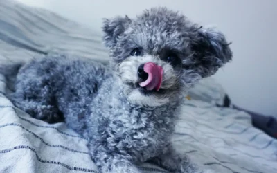 Washable Lick Mats That Rinse Clean 2026: 8 Easy-Care Picks