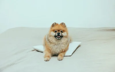 8 Washable Orthopedic Dog Beds for Large Dogs That Support Joints 2026