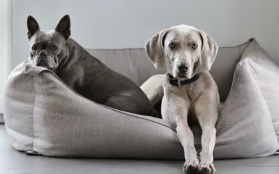 Washable Orthopedic Dog Beds for Small Apartments: 8 Compact Picks 2026