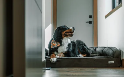 Best Waterproof Calming Dog Bed for Large Dogs: 8 Picks 2026