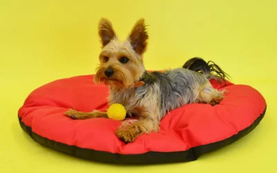 Best Waterproof Orthopedic Dog Beds for Large Dogs: 8 Picks for 2026