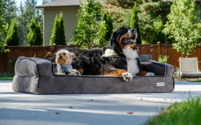 Waterproof Orthopedic Dog Beds for Small Apartments: 8 Compact Picks 2026