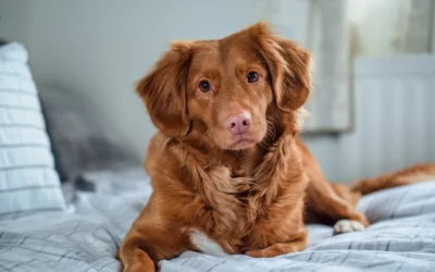Calming Dog Bed vs Cooling Dog Bed: Which Comfort Is Right in 2026