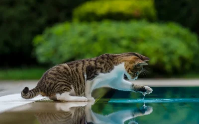 Cat Fountain With Replaceable Filter Alternatives for Renters 2026 Guide
