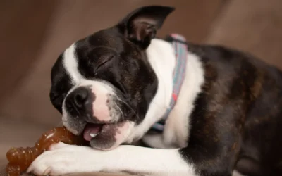 Chew Resistant Dog Bed Buying Guide: Durability, Comfort and Fit in 2026