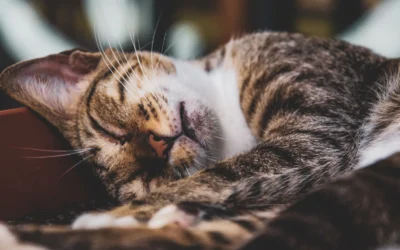 Choosing Quiet Cat Fountain for Multiple Cats in Rentals: 2026 Guide