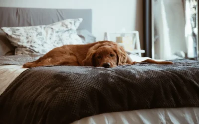Cooling Dog Bed vs Memory Foam Dog Bed for Large Dogs Guide 2026