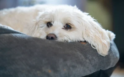 Donut Cuddler Dog Bed Buying Guide for Renters: Small Space Comfort 2026