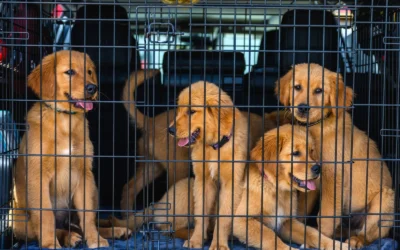 How to Choose a Washable Dog Crate Mat: Practical Guide for 2026