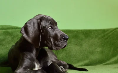 How to Choose the Right Dog Bed Size for a Perfect Fit in 2026